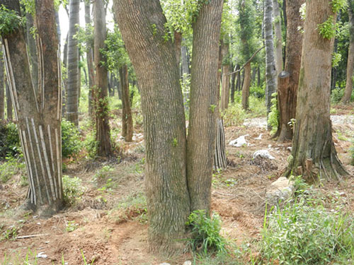 湖南香樟树要渡过两个阶段才能成活
